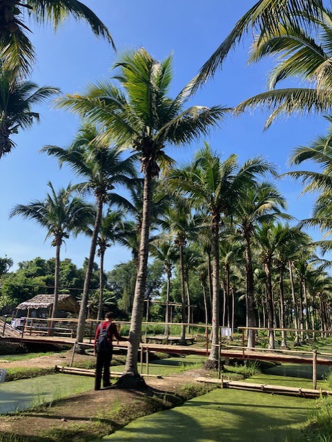 ココナツの林です